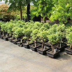 Japanische Ulme, Bonsai, 9 Jahre, 30cm -Empfohlener Shop für Topfpflanzen oulmjap092 362