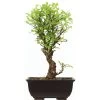 Japanische Ulme, Bonsai, 9 Jahre, 31cm -Empfohlener Shop für Topfpflanzen oulmjap092 39