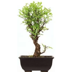 Japanische Ulme, Bonsai, 9 Jahre, 31cm