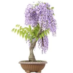 Japanischer Blauregen, Bonsai, 20 Jahre, 80cm