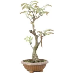 Japanischer Blauregen, Bonsai, 20 Jahre, 80cm -Empfohlener Shop für Topfpflanzen owisflo201 013