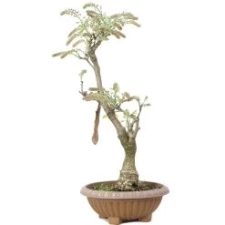 Japanischer Blauregen, Bonsai, 20 Jahre, 80cm -Empfohlener Shop für Topfpflanzen owisflo201 014
