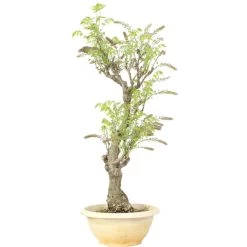 Japanischer Blauregen, Bonsai, 20 Jahre, 86cm 10 Japanischer Blauregen, Bonsai, 20 Jahre, 86cm -Empfohlener Shop für Topfpflanzen owisflo201 023