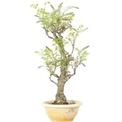 Japanischer Blauregen, Bonsai, 20 Jahre, 86cm 11 Japanischer Blauregen, Bonsai, 20 Jahre, 86cm -Empfohlener Shop für Topfpflanzen owisflo201 024