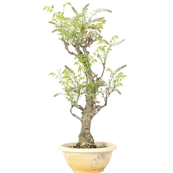 Japanischer Blauregen, Bonsai, 20 Jahre, 86cm 6 Japanischer Blauregen, Bonsai, 20 Jahre, 86cm – Bild 4