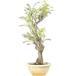 Japanischer Blauregen, Bonsai, 20 Jahre, 86cm 12 Japanischer Blauregen, Bonsai, 20 Jahre, 86cm -Empfohlener Shop für Topfpflanzen owisflo201 025