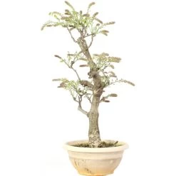 Japanischer Blauregen, Bonsai, 20 Jahre, 76cm -Empfohlener Shop für Topfpflanzen owisflo201 033