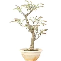 Japanischer Blauregen, Bonsai, 20 Jahre, 76cm -Empfohlener Shop für Topfpflanzen owisflo201 034
