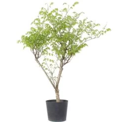 Japanischer Blauregen, Bonsai, 20 Jahre, 155cm -Empfohlener Shop für Topfpflanzen owisflo201 043