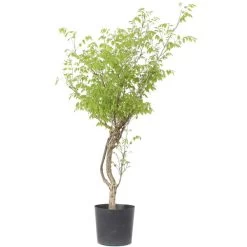 Japanischer Blauregen, Bonsai, 20 Jahre, 155cm -Empfohlener Shop für Topfpflanzen owisflo201 044