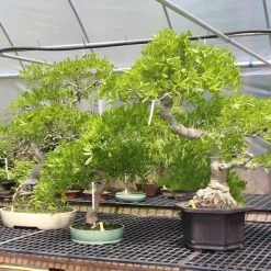 Japanischer Blauregen, Bonsai, 20 Jahre, 155cm -Empfohlener Shop für Topfpflanzen owisflo201 045