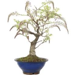 Japanischer Blauregen, Bonsai, 25 Jahre, 67cm -Empfohlener Shop für Topfpflanzen owisflo251 013