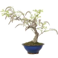 Japanischer Blauregen, Bonsai, 25 Jahre, 67cm -Empfohlener Shop für Topfpflanzen owisflo251 014