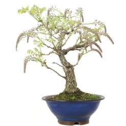 Japanischer Blauregen, Bonsai, 25 Jahre, 67cm -Empfohlener Shop für Topfpflanzen owisflo251 015