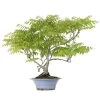 Japanischer Blauregen, Bonsai, 25 Jahre, 80cm -Empfohlener Shop für Topfpflanzen owisflo251 02