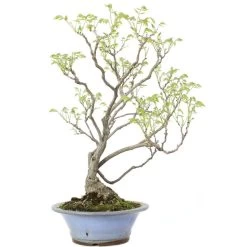 Japanischer Blauregen, Bonsai, 25 Jahre, 80cm -Empfohlener Shop für Topfpflanzen owisflo251 023