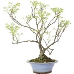 Japanischer Blauregen, Bonsai, 25 Jahre, 80cm -Empfohlener Shop für Topfpflanzen owisflo251 024