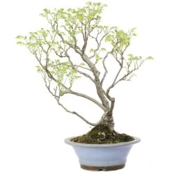 Japanischer Blauregen, Bonsai, 25 Jahre, 80cm -Empfohlener Shop für Topfpflanzen owisflo251 025