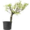 Japanischer Blauregen, Bonsai, 35 Jahre, 160cm 1 Japanischer Blauregen, Bonsai, 35 Jahre, 160cm -Empfohlener Shop für Topfpflanzen owisflo351 01