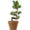 Japanische Mädchenkiefer, Prebonsai, 9 Jahre, 36cm 2 Japanische Mädchenkiefer, Prebonsai, 9 Jahre, 36cm -Empfohlener Shop für Topfpflanzen rpinpar091 01