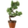 Japanische Mädchenkiefer, Prebonsai, 9 Jahre, 39cm -Empfohlener Shop für Topfpflanzen rpinpar091 05