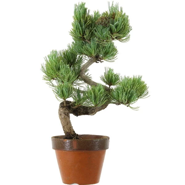 Japanische Mädchenkiefer, Prebonsai, 9 Jahre, 39cm 3 Japanische Mädchenkiefer, Prebonsai, 9 Jahre, 39cm