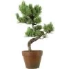 Japanische Mädchenkiefer, Prebonsai, 9 Jahre, 38cm 1 Japanische Mädchenkiefer, Prebonsai, 9 Jahre, 38cm -Empfohlener Shop für Topfpflanzen rpinpar091 09