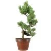 Japanische Mädchenkiefer, Prebonsai, 9 Jahre, 41cm -Empfohlener Shop für Topfpflanzen rpinpar091 11