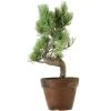 Japanische Mädchenkiefer, Prebonsai, 9 Jahre, 35cm -Empfohlener Shop für Topfpflanzen rpinpar091 14