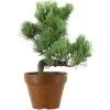 Japanische Mädchenkiefer, Prebonsai, 9 Jahre, 32cm -Empfohlener Shop für Topfpflanzen rpinpar091 19
