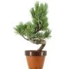 Japanische Mädchenkiefer, Prebonsai, 9 Jahre, 37cm 1 Japanische Mädchenkiefer, Prebonsai, 9 Jahre, 37cm -Empfohlener Shop für Topfpflanzen rpinpar091 25
