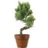 Japanische Mädchenkiefer, Prebonsai, 9 Jahre, 37cm -Empfohlener Shop für Topfpflanzen rpinpar091 28