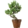Japanische Mädchenkiefer, Prebonsai, 9 Jahre, 34cm -Empfohlener Shop für Topfpflanzen rpinpar091 31