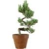 Japanische Mädchenkiefer, Prebonsai, 9 Jahre, 36cm 1 Japanische Mädchenkiefer, Prebonsai, 9 Jahre, 36cm -Empfohlener Shop für Topfpflanzen rpinpar091 41