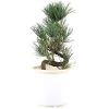 Japanische Mädchenkiefer, Prebonsai, 10 Jahre, 45cm -Empfohlener Shop für Topfpflanzen rpinpar101 07