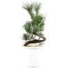 Japanische Mädchenkiefer, Prebonsai, 10 Jahre, 49cm -Empfohlener Shop für Topfpflanzen rpinpar101 12