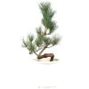 Japanische Mädchenkiefer, Prebonsai, 10 Jahre, 52cm 1 Japanische Mädchenkiefer, Prebonsai, 10 Jahre, 52cm -Empfohlener Shop für Topfpflanzen rpinpar101 17