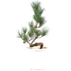Japanische Mädchenkiefer, Prebonsai, 10 Jahre, 52cm