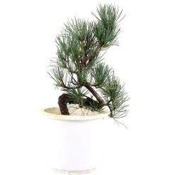 Japanische Mädchenkiefer, Prebonsai, 10 Jahre, 44cm