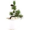 Japanische Mädchenkiefer, Prebonsai, 10 Jahre, 43cm -Empfohlener Shop für Topfpflanzen rpinpar101 27