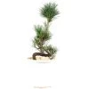 Japanische Mädchenkiefer, Prebonsai, 10 Jahre, 48cm 1 Japanische Mädchenkiefer, Prebonsai, 10 Jahre, 48cm -Empfohlener Shop für Topfpflanzen rpinpar101 33