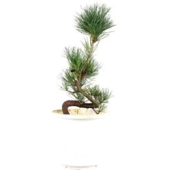 Japanische Mädchenkiefer, Prebonsai, 10 Jahre, 48cm