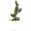 Japanische Mädchenkiefer, Prebonsai, 10 Jahre, 47cm -Empfohlener Shop für Topfpflanzen rpinpar101 50
