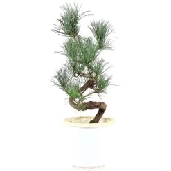 Japanische Mädchenkiefer, Prebonsai, 10 Jahre, 56cm